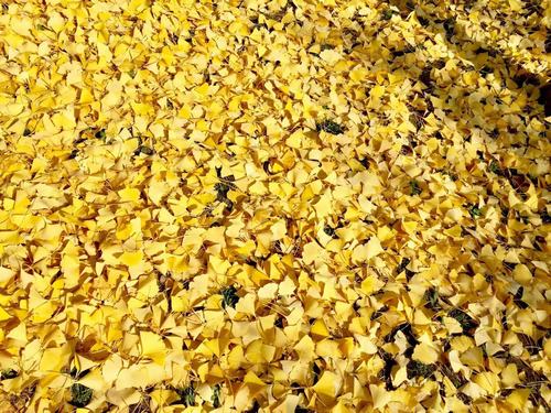 銀杏千年，等候的是秋的思念