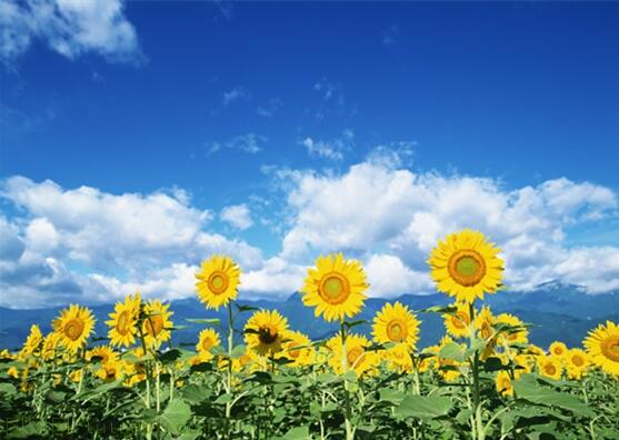 用責(zé)任點燃青春，以擔(dān)當(dāng)成就事業(yè)