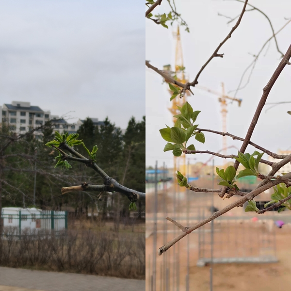 抬頭看，鄂爾多斯的春天