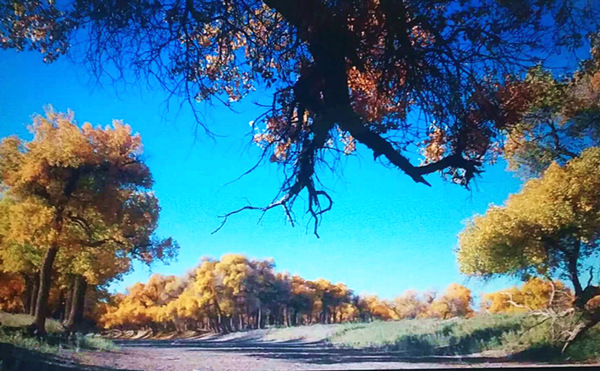 走進(jìn)內(nèi)蒙額濟(jì)納，與胡楊林的美撞個(gè)滿懷