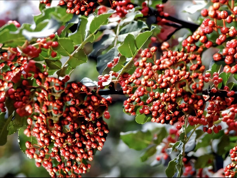  椒香溢韓城，福澤潤民心