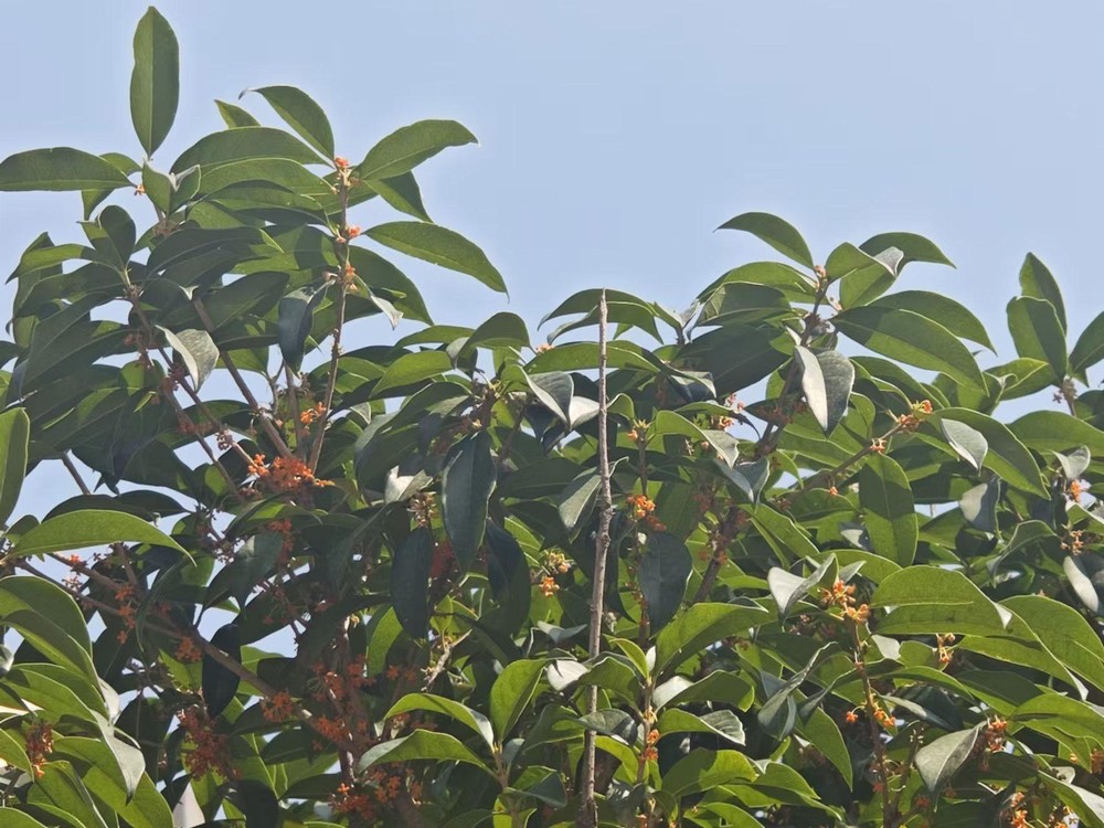 滿城桂花香，最是秋意濃