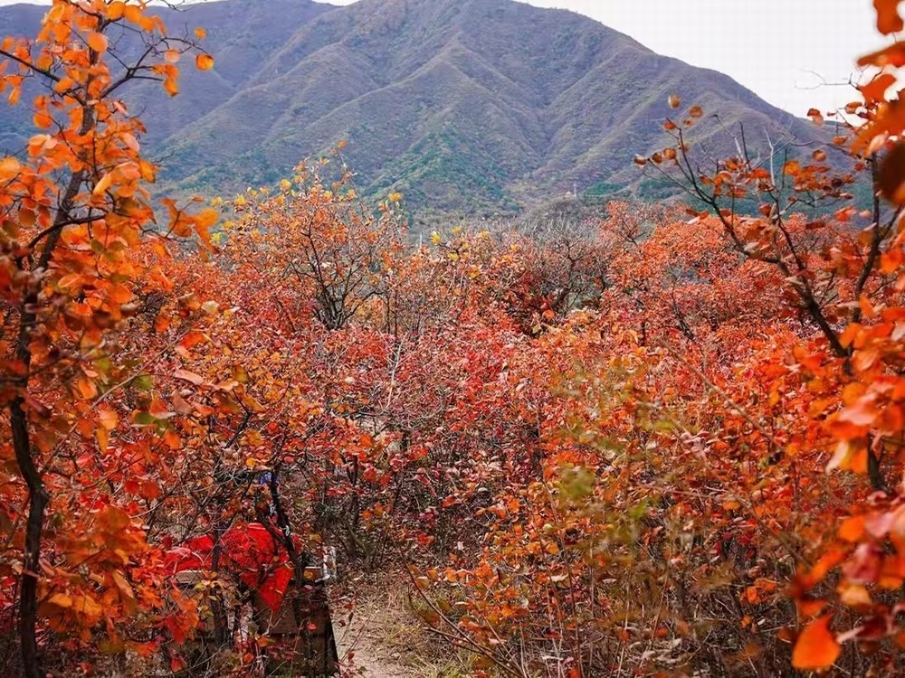 紅葉燃情，歷史鑄魂