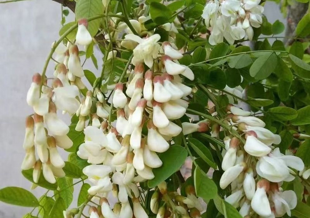 走！鉤洋槐花去！